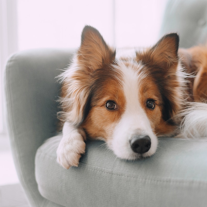 Chien Border Collie roux et blanc paisiblement allongé sur un fauteuil bleu. Il regarde calmement la caméra.
