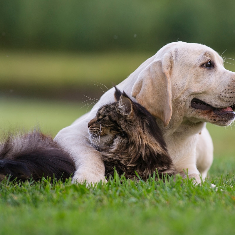 Chiot Labrador blond et chat tigré Maine Coon amicaux se reposant ensemble sur l'herbe verte. Complicité animale.
