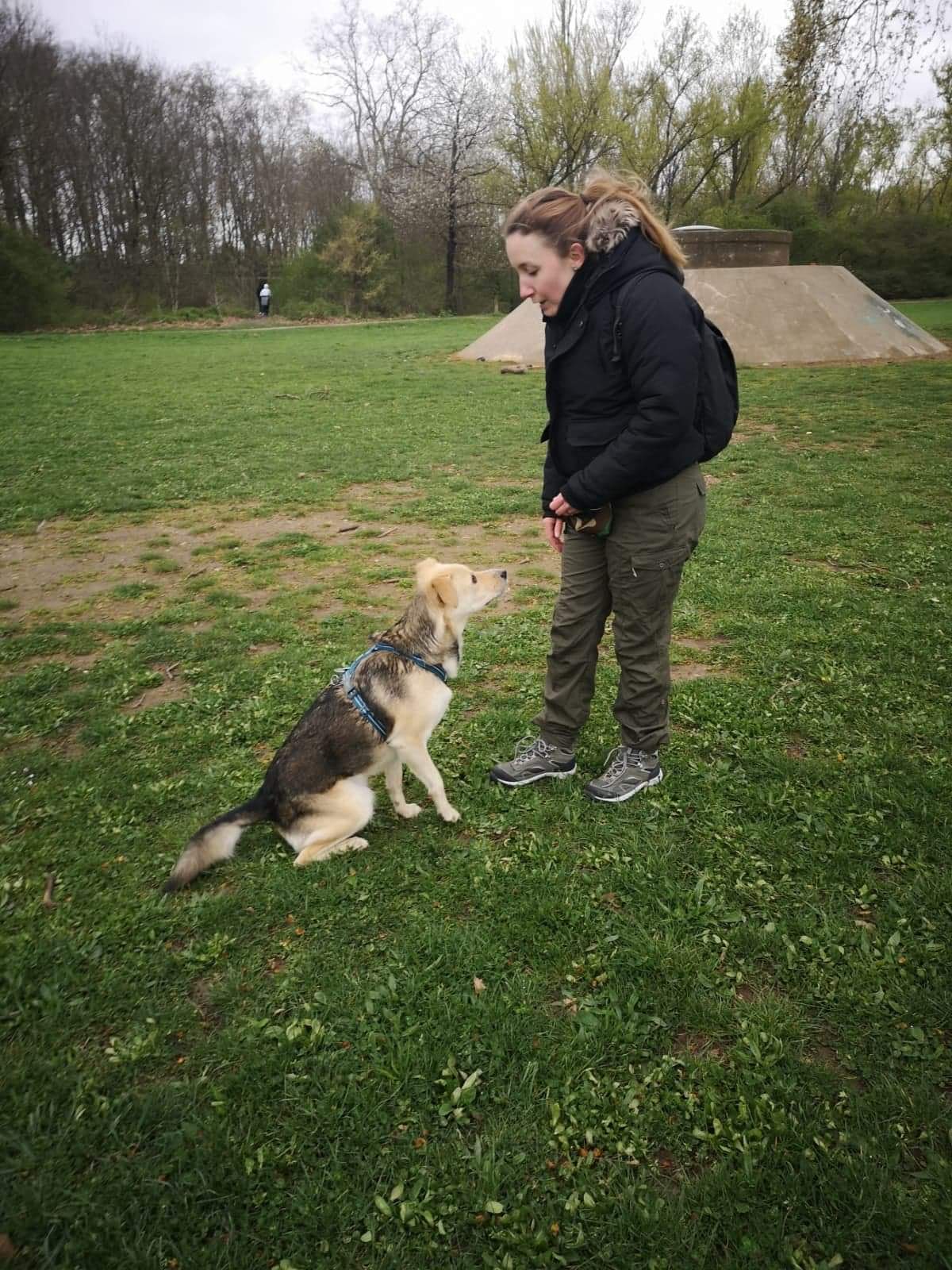 Femme en veste noire entraînant son chien tricolore en harnais bleu, assis dans un parc herbeux. Le chien la regarde attentivement.