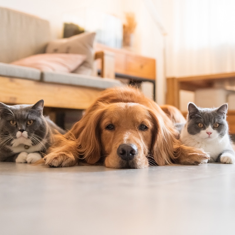 Un golden retriever relaxé couché entre deux chats gris et blancs sur un sol clair. Animaux de compagnie calmes ensemble.