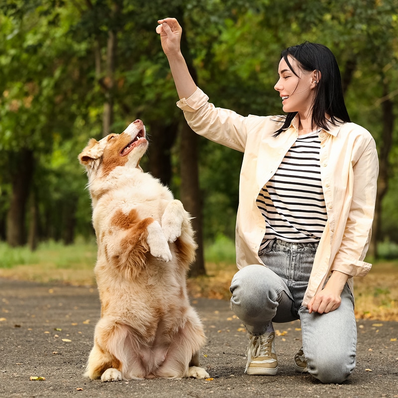 Une femme souriante entraîne son berger australien roux et blanc en plein air. Le chien est assis sur ses pattes arrière, regardant une friandise.