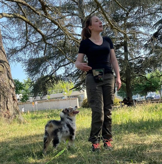 Maîtresse et Berger Australien: Séance de dressage en parc Femme en t-shirt noir et pantalon cargo gesticule vers son Berger Australien merle attentif. Scène de dressage en parc sous le soleil.
